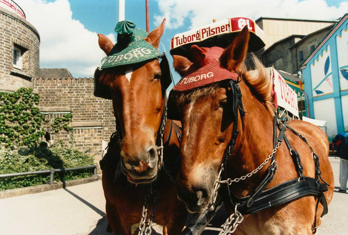 To Tuborgheste spændt for en Tuborgvogn. Hestene har henholdsvis en grøn og en rød hat på.